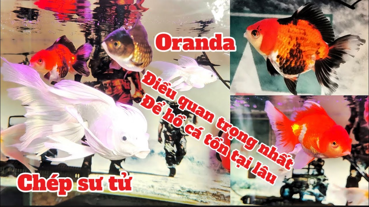 Đây Là Điều Quan Trọng Nhất Để 1 Hồ Cá Tồn Tại Và Phát Triển - Hồ Cá Chép Sư Tử + Oranda Đẹp.Hồ Bắp.
