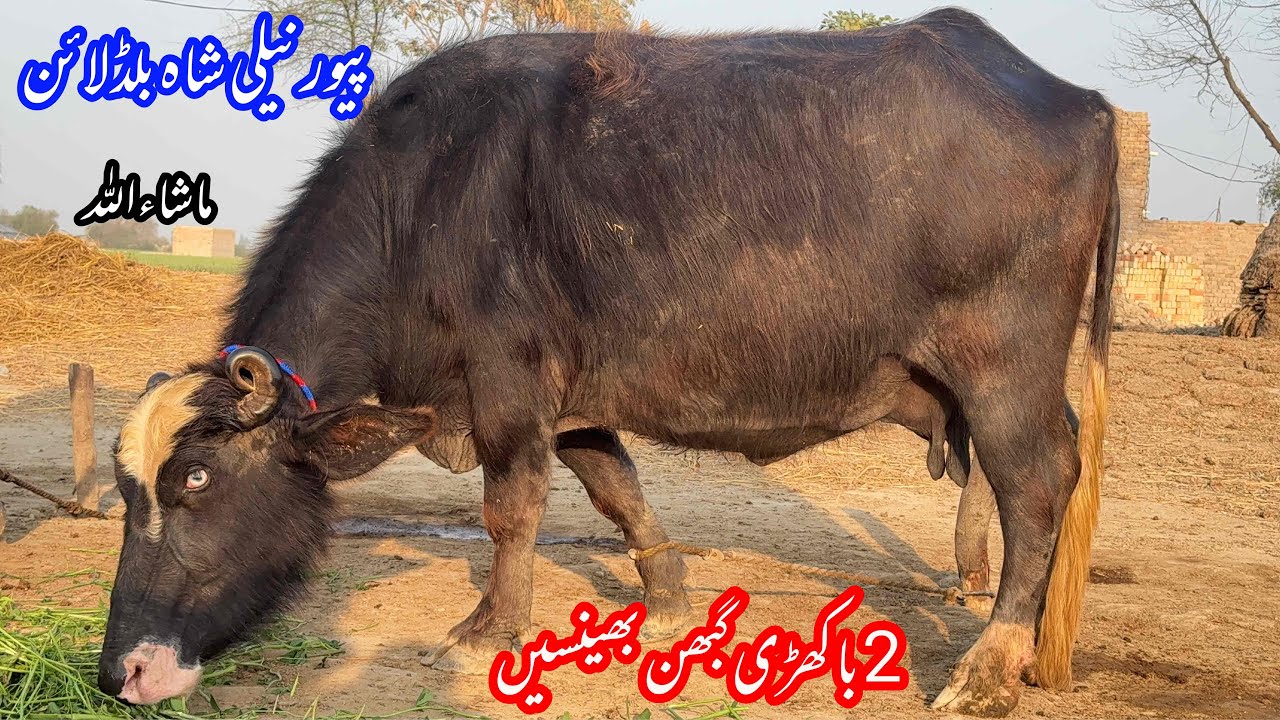 پیورنیلی کی دو باکھڑی گبھن بھینسیں براۓفروخت28فروری | Pure Nilli Ki Bakhri Gabhan Bhensein for sale 