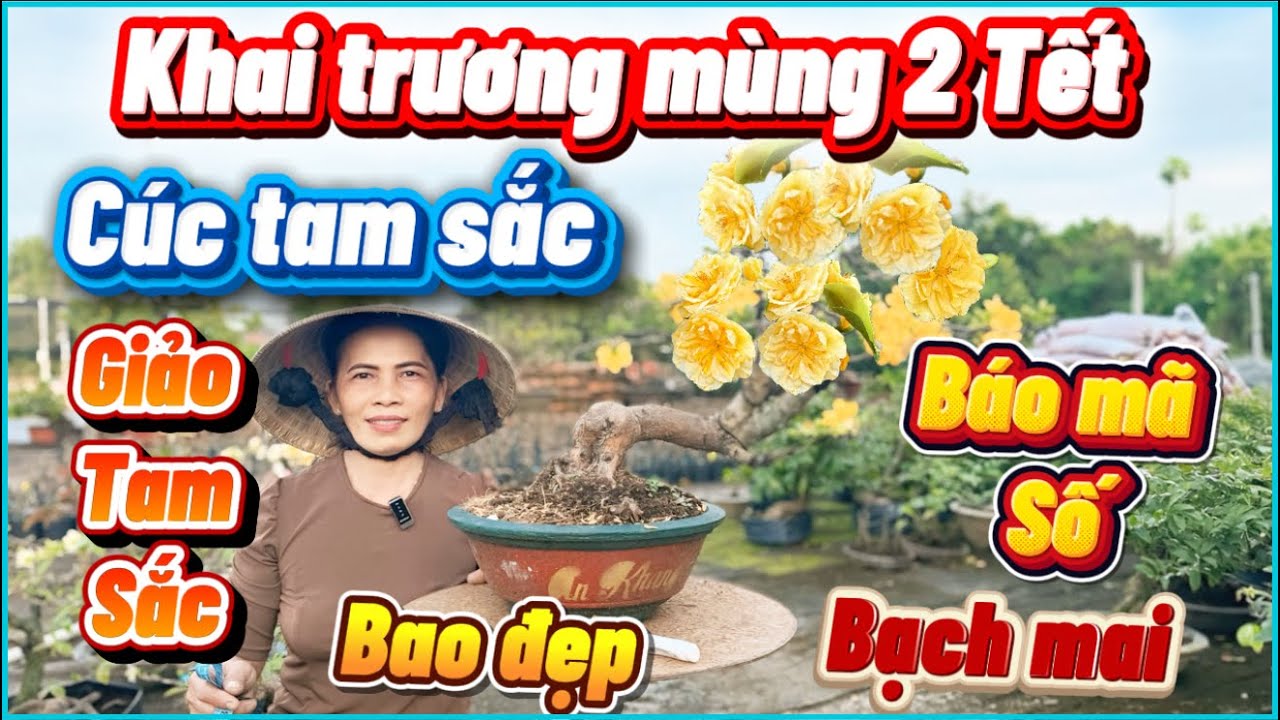 18-2-2026/MÙNG 2 TẾT ☎️0392319313📲khai trương đầu năm cúc tam sắc-giảo tam sắc nhiều giống 