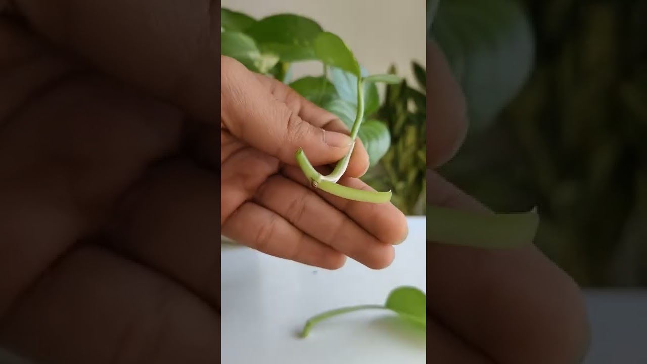how to propagate money plant?