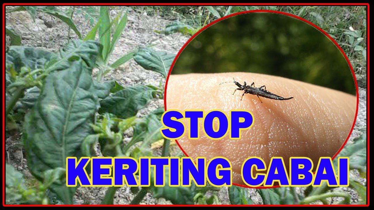 SEBAB Keriting Cabe & Cara Pengendaliannya | How to Avoid Chili Dried Treatment