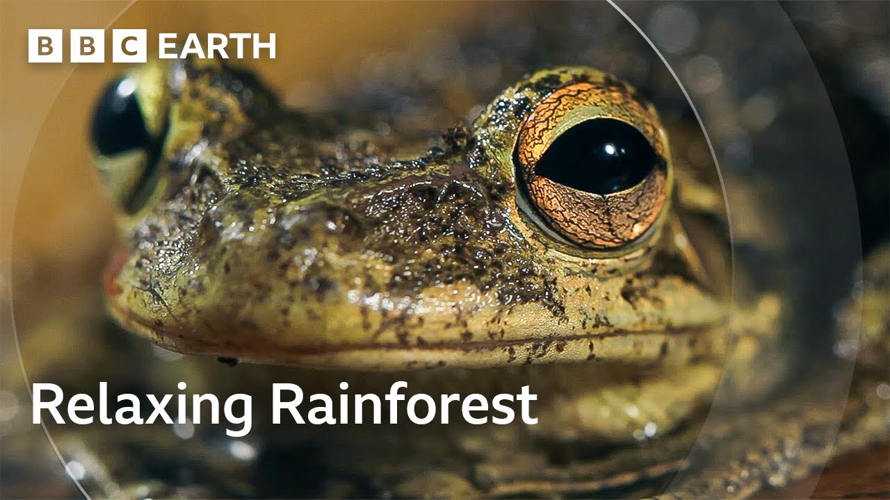 The Tranquil Forests of Cuba | The Wild Place | BBC Earth