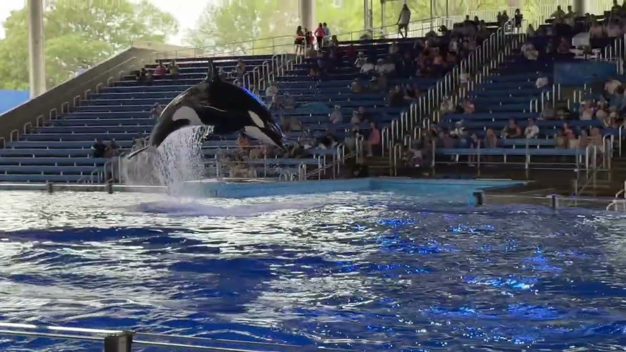 Orca show at Seaworld San Antonio, Texas