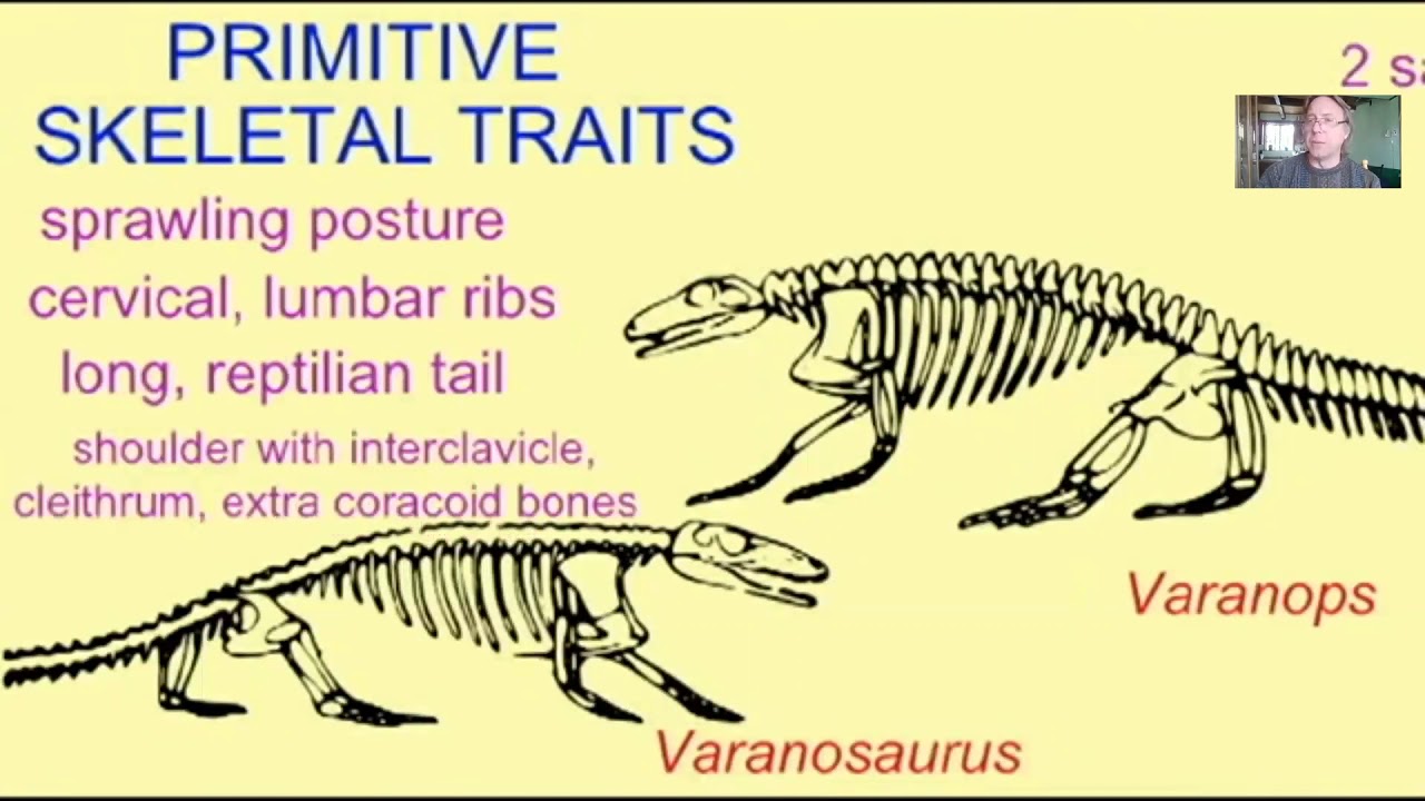 the evolution of mammals from synapsid reptiles