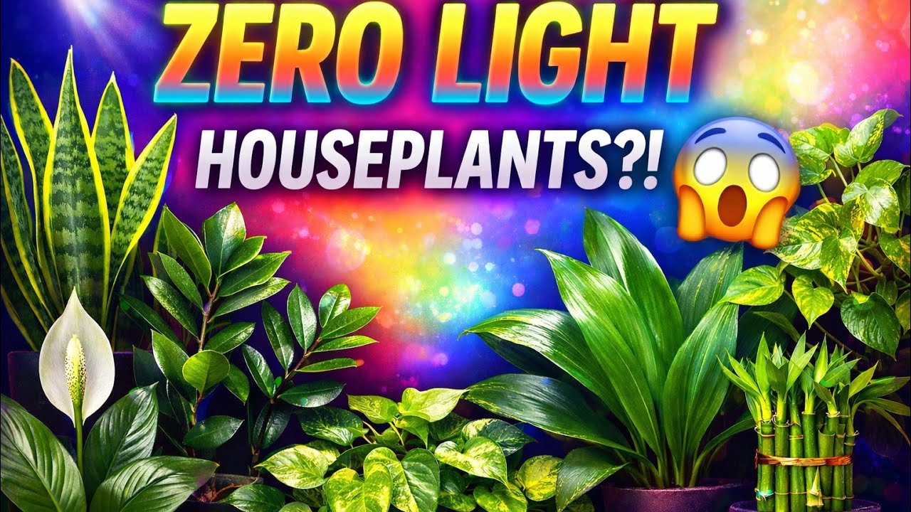 8 Gorgeous Indoor Plants That Thrive Without Sunlight!!