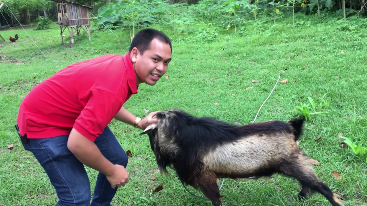 GOAT WRESTLING!!!