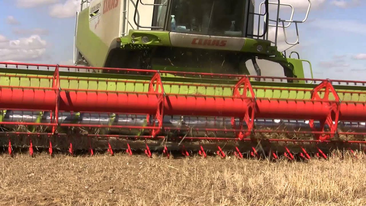 Bolting rabbits at harvest time