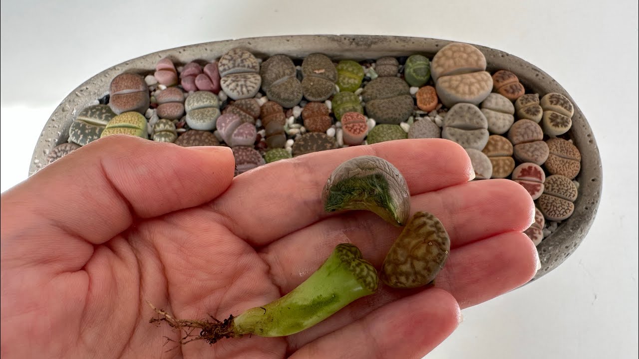 Литопсы/ Lithops. Литопс гниёт 💩🪰. 18.09.2023.