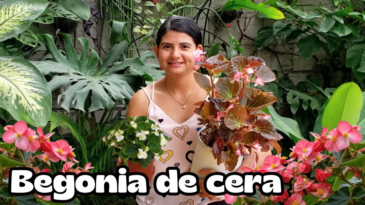 Begonias de cera y sus CUIDADOS