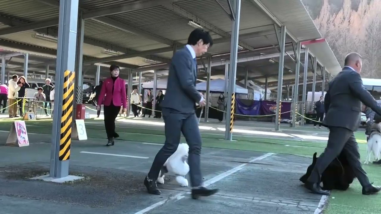 2026.1.18. 　東京南クラブ連合会展　ベスト・イン・ショー戦　BIS