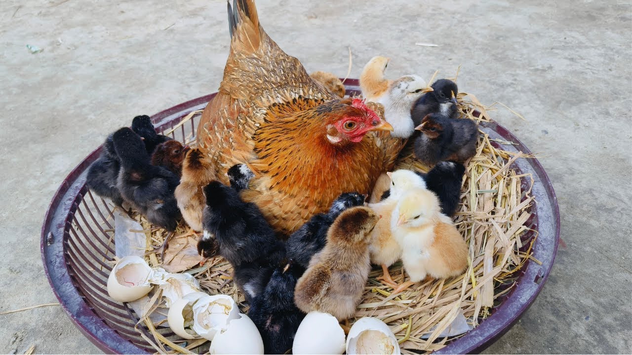 Chicken Incubator vs Broody Hen – Who Hatch Better 🐔🔥