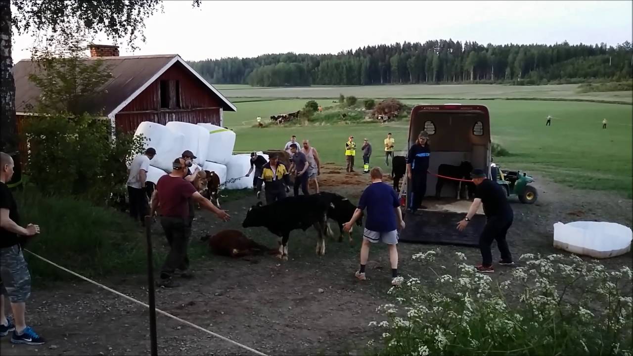 Navettapalo Viialan Heinäsuolla