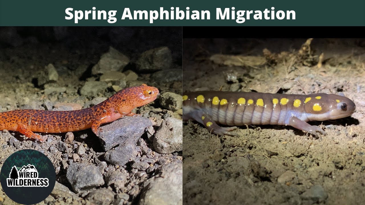 Spring Amphibian Migration, Salamanders, Frogs, and More! | Herpetology | Wired Wilderness Vlog