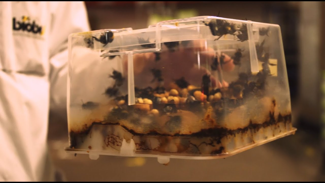 Alles over bio * Hoe Biobest nuttige insecten kweekt om plagen te bestrijden