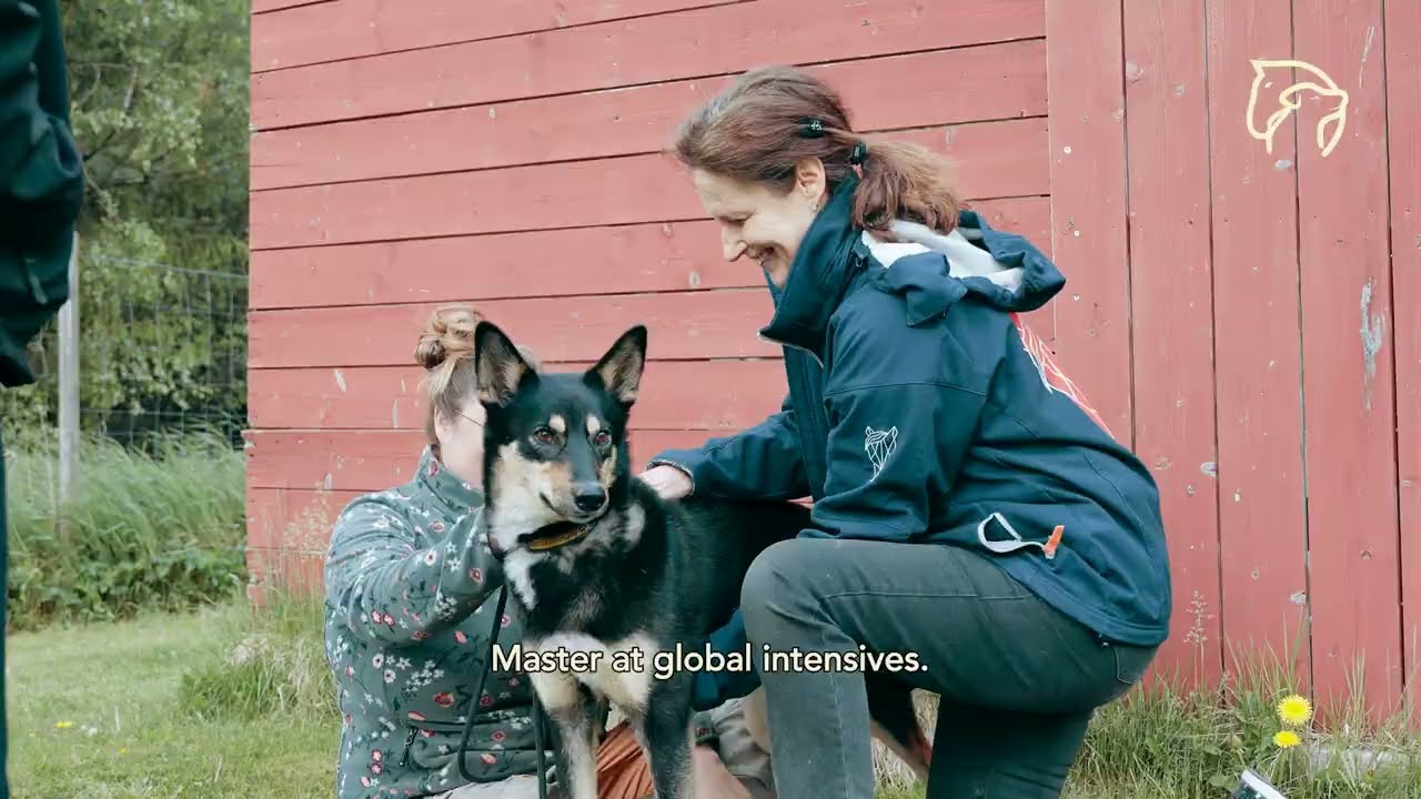 Become a Canine Osteopath: Learn Classical Structural Osteopathy