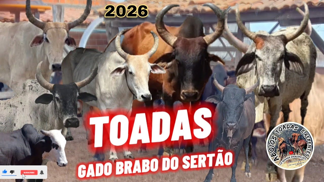 Toadas de Gado Brabo os Melhores do Sertão  - Aboios Toadas e Repentes 