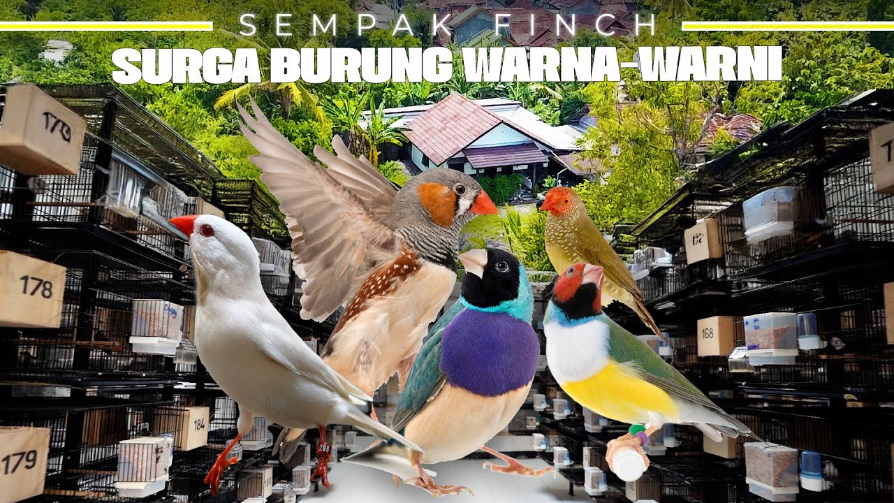 MODAL NEKAD..! BREEDER FINCH BESAR DI SLEMAN, BERAWAL DARI GENDONG SANGKAR