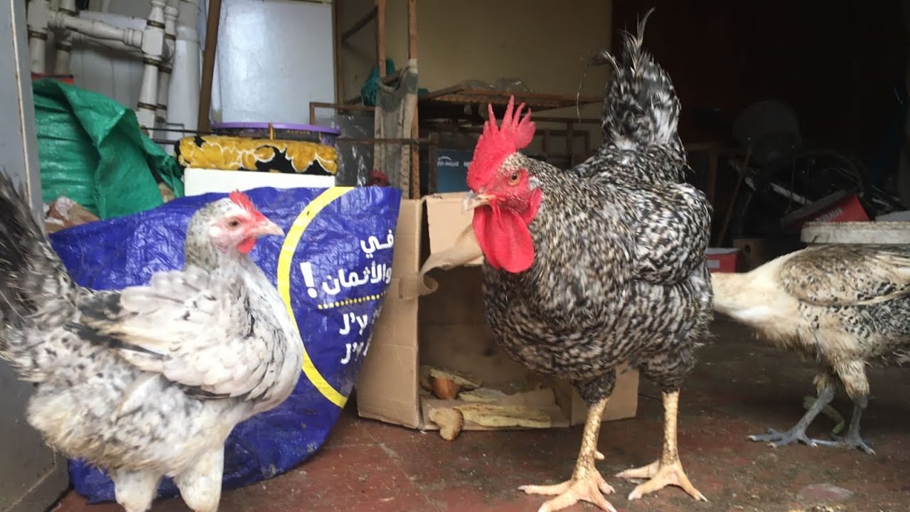 مشروع في البيت تربية دجاج البياض غي سطح المنزل