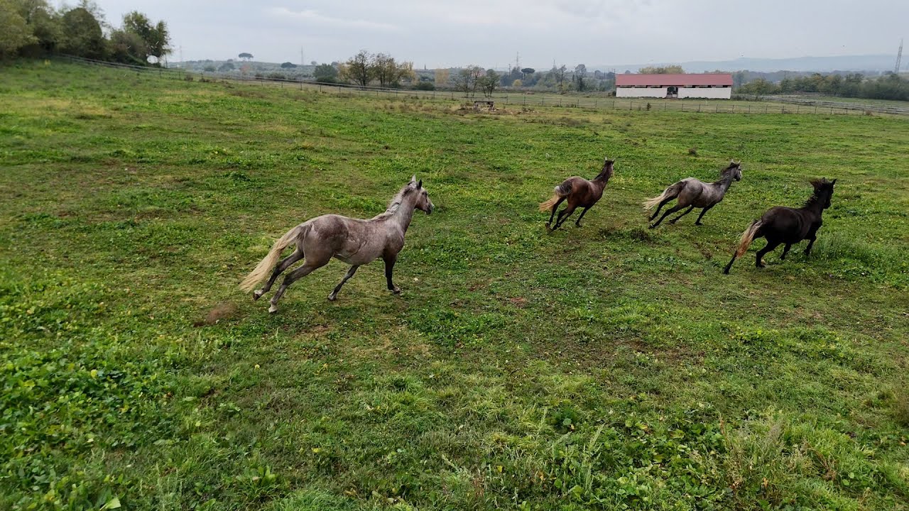 Biodiversità e storia fanno spettacolo: il cavallo Lipizzano