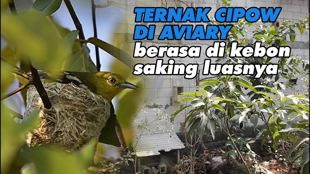 SALUT BISA SUKSES TERNAK BURUNG CIPOW DI AVIARY, URAT TAKUTNYA SUDAH PUTUS, BERSARANG DIMANA2