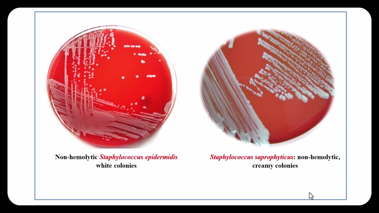 Gram Positive Bacteria Staph Spp