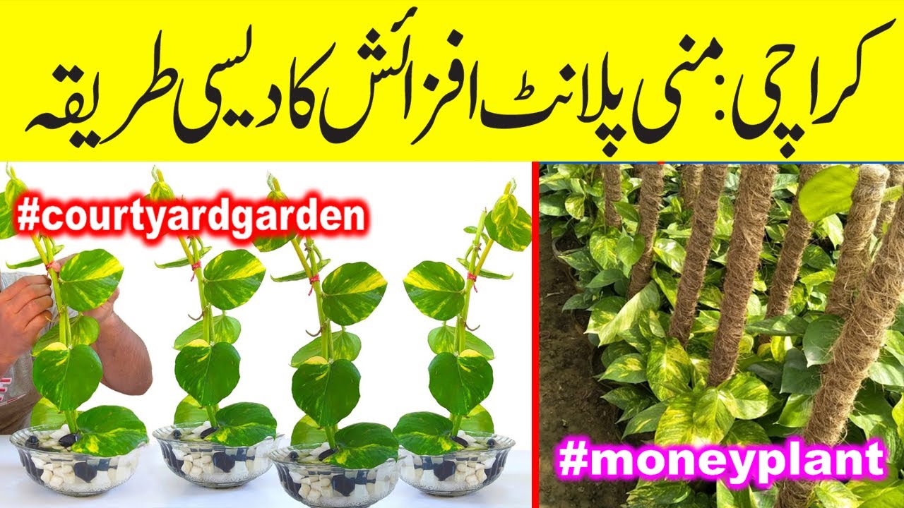money plant decoration ideas | how to grow green pakistan | money plant care