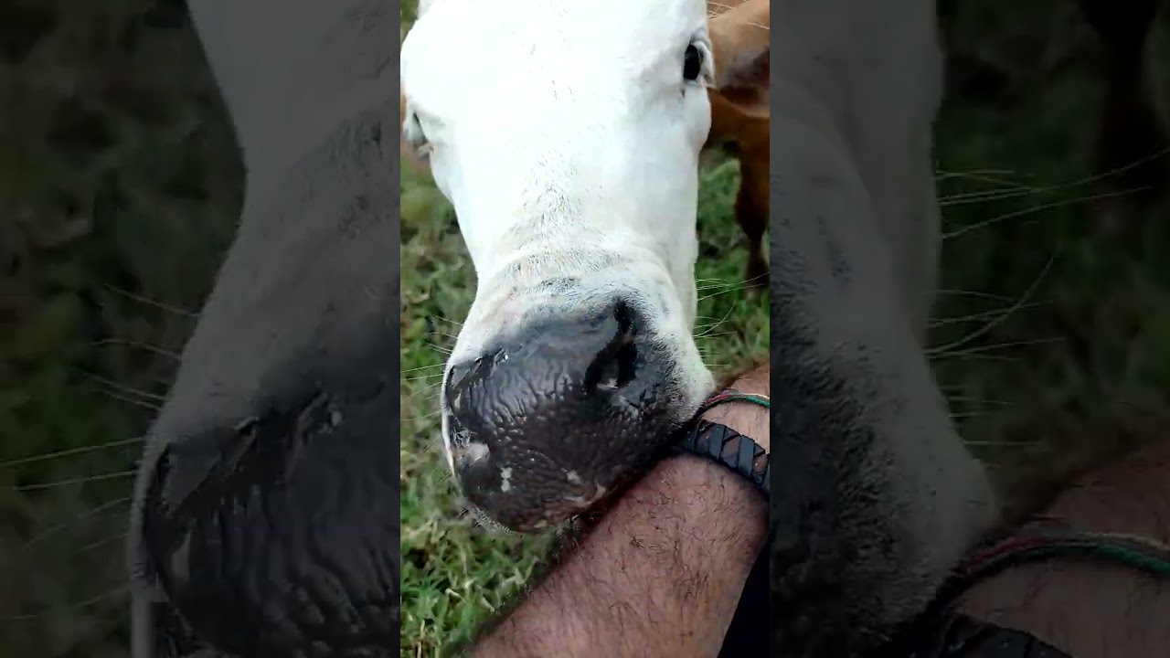 vaca lame la sal de mi cuerpo 👅 se amigo de la naturaleza.