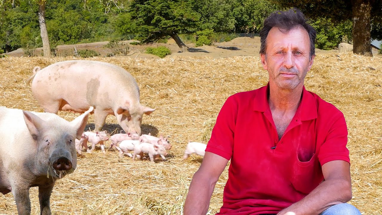 Ο Κοσμάς και τα γουρουνάκια του - Η σκληρή ζωή του κτηνοτρόφου