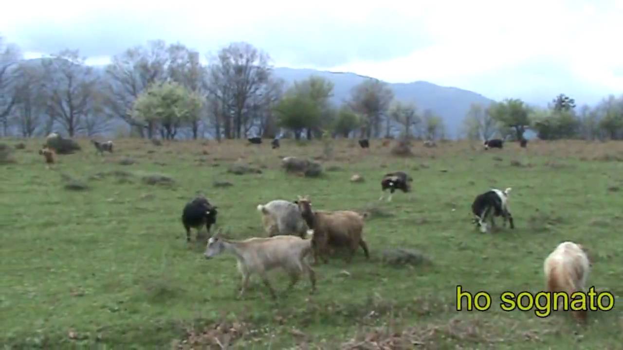 Sono tornati i lupi a Bocchigliero