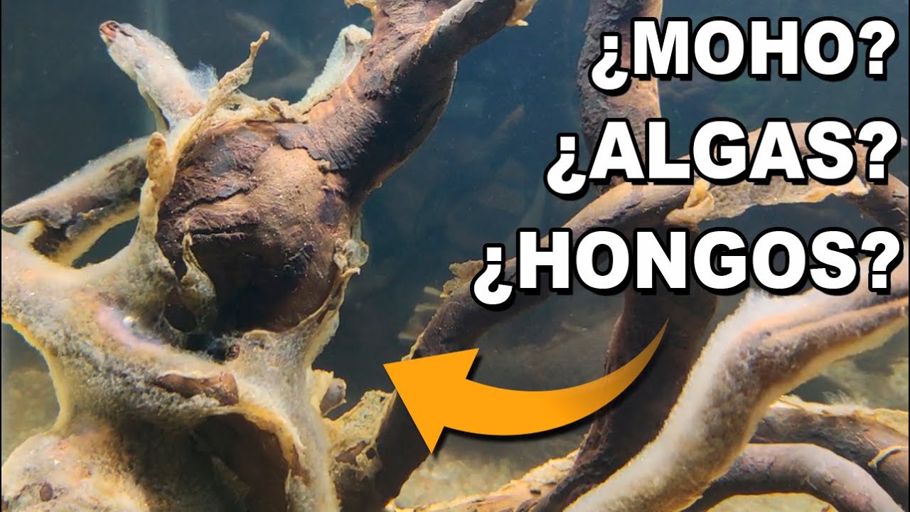 Moho en troncos y raíces del acuario ✅ LA SOLUCIÓN ✅