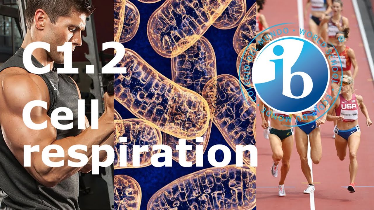 2025 IB Biology &ndash; C1.2 Cell Respiration