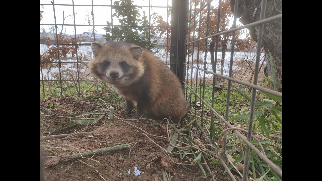 箱罠に居座るタヌキ_ただただカワイイタヌキの映像が流れるだけ
