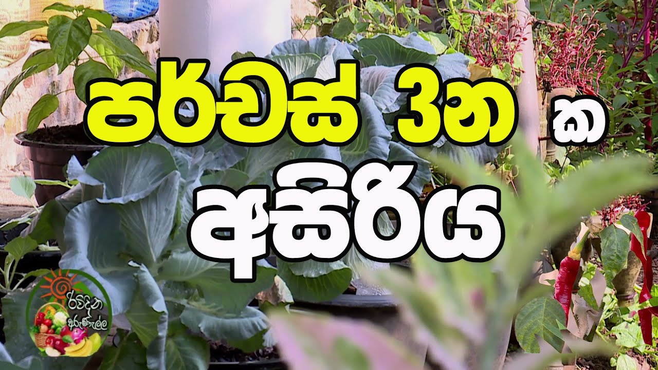 පර්චස් 3 නක අසිරිය  | Rividina Arunella | Agriculture | Home Garden | Best Clips