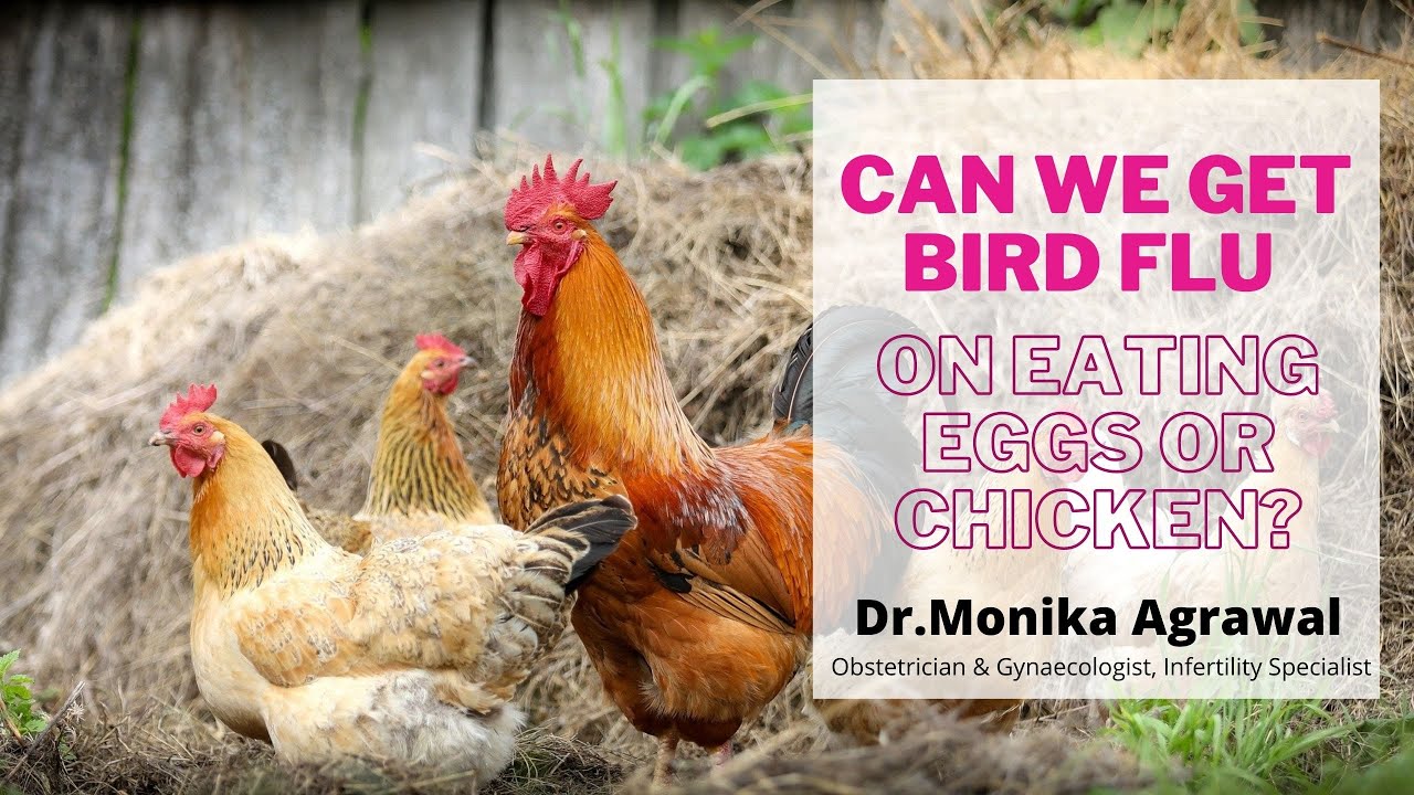 Can we Get Bird Flu on Eating Eggs or Chicken | Dr. Monika Agrawal