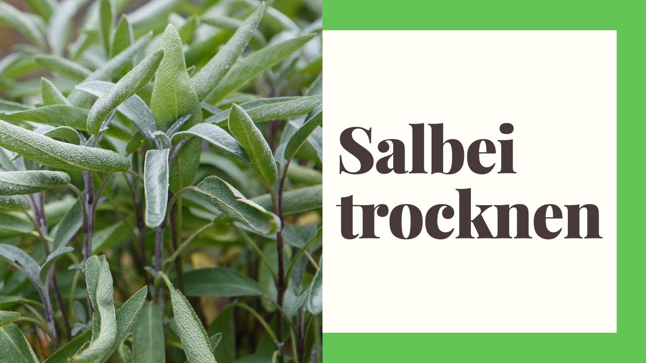 Salbei trocknen (so trocknen Sie das Heilkraut)