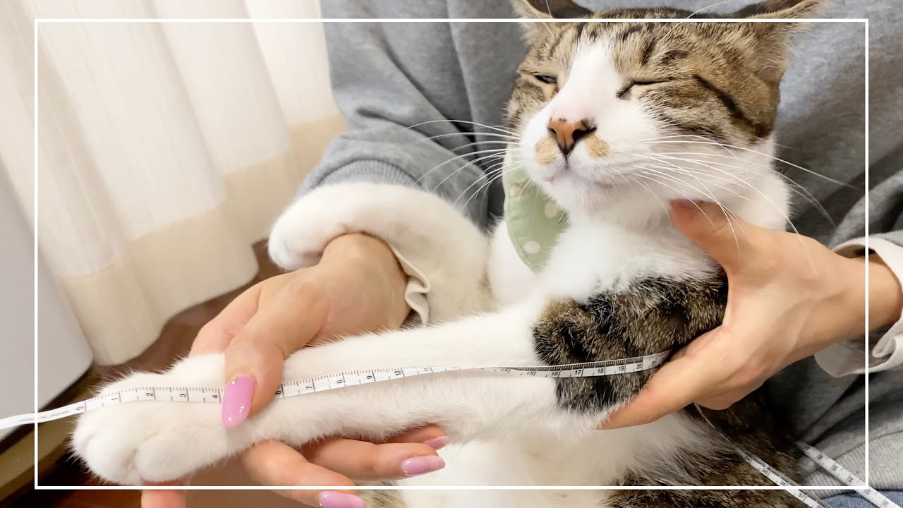 猫の体重&身体測定をしてみたら驚きの結果になりました。笑【4K猫動画】