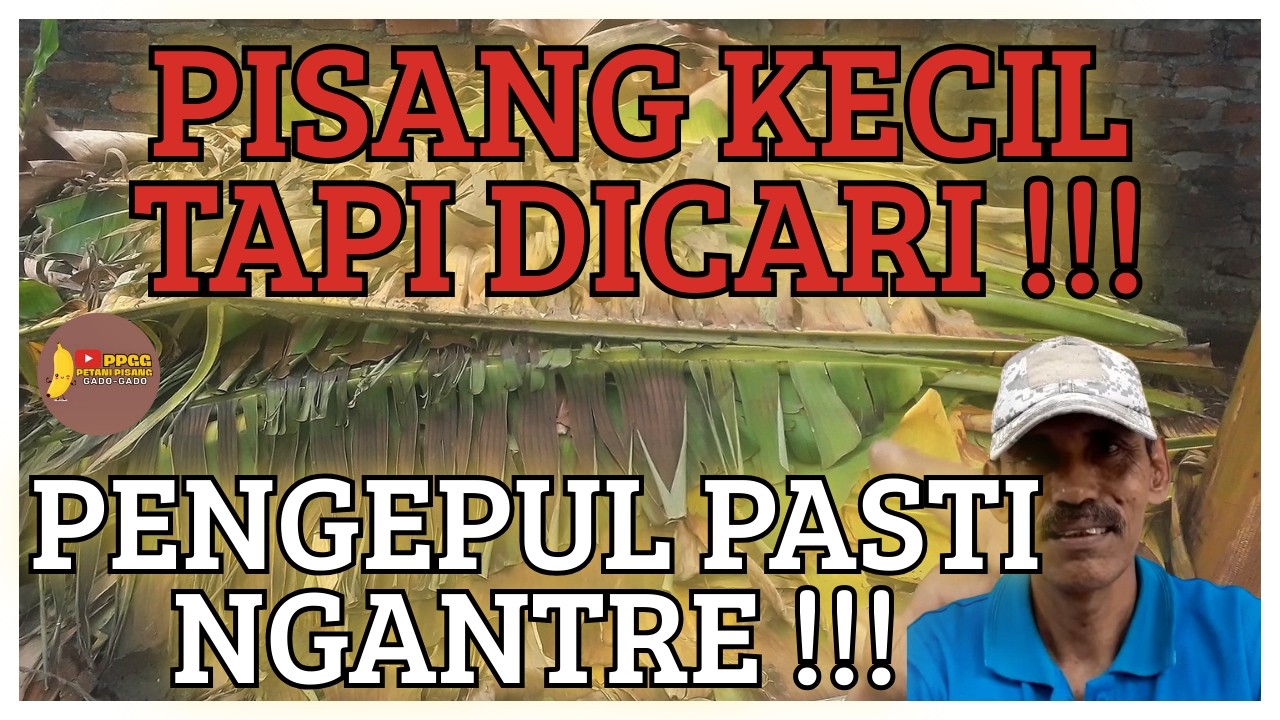 PISANG SUSU: KECIL TAPI DICARI PENGEPUL! KENAPA BANYAK PETANI NGGAK PERNAH NYADAR!?