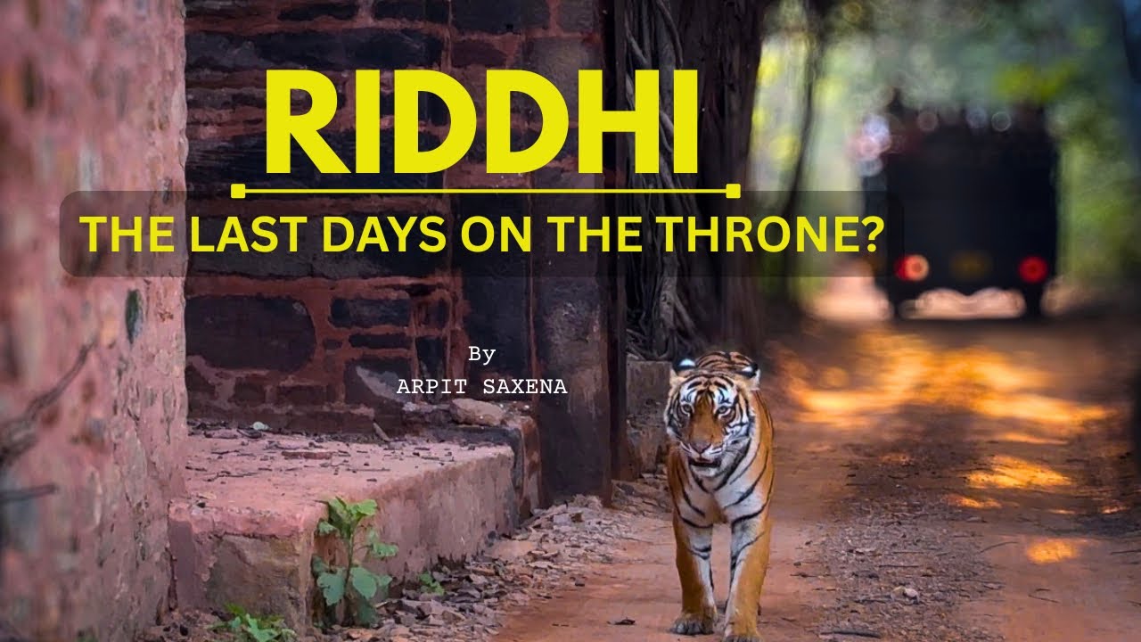Riddhi - The Last Days on The Throne? | Ranthambore National Park | Wildlife Tiger Documentary
