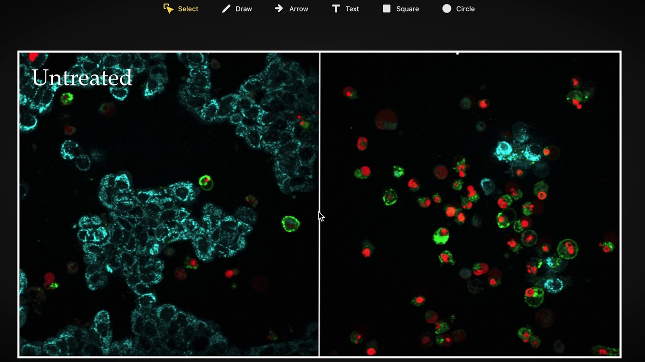 Annotating Your Images in Labstep Workspace