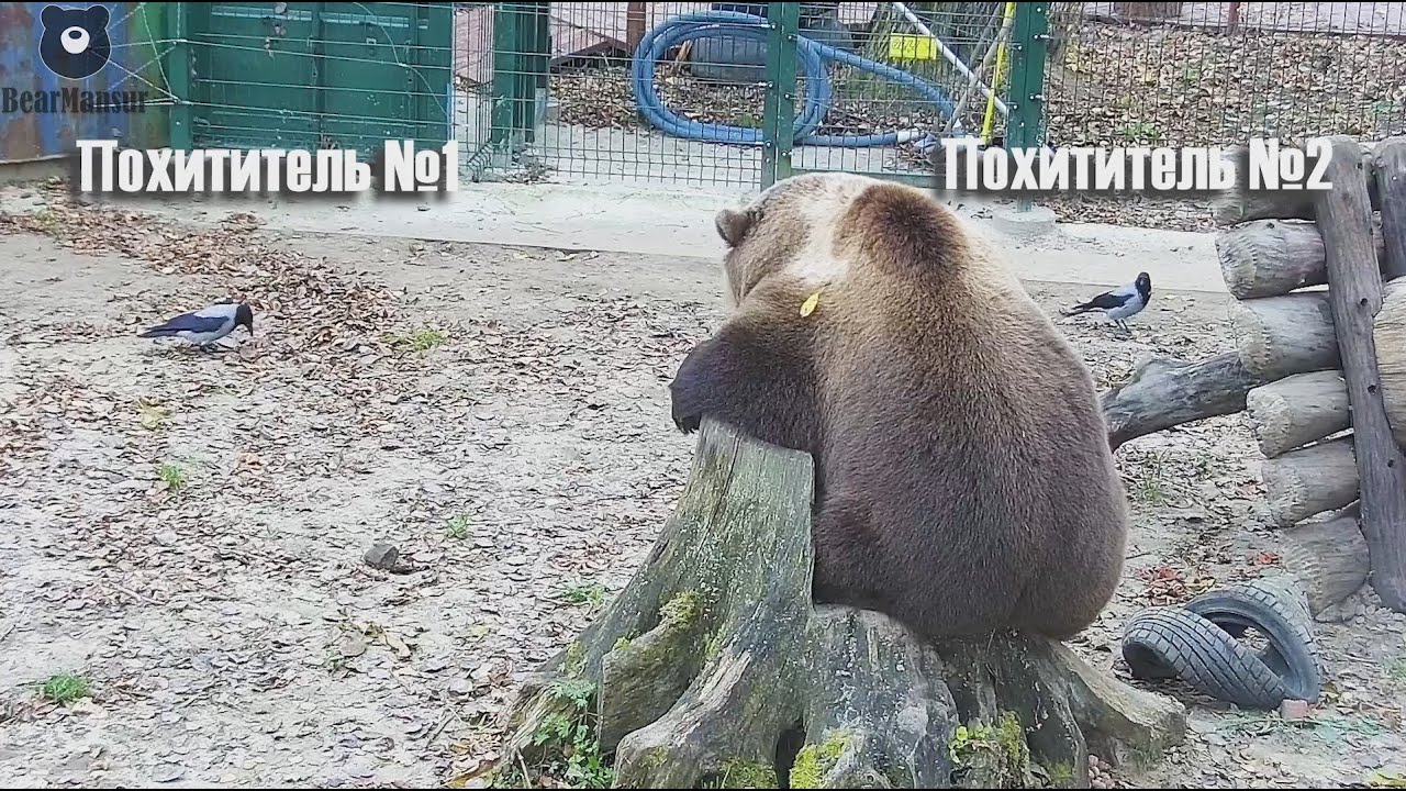 Вороны-похитители. Что они задумали?😲👀