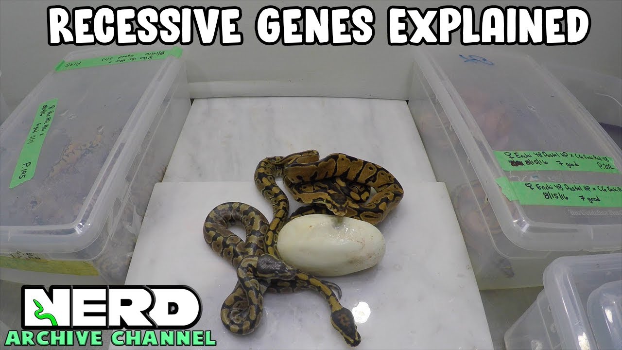 Recessive Genes Explained with Ball Pythons (ARCHIVED VIDEO)