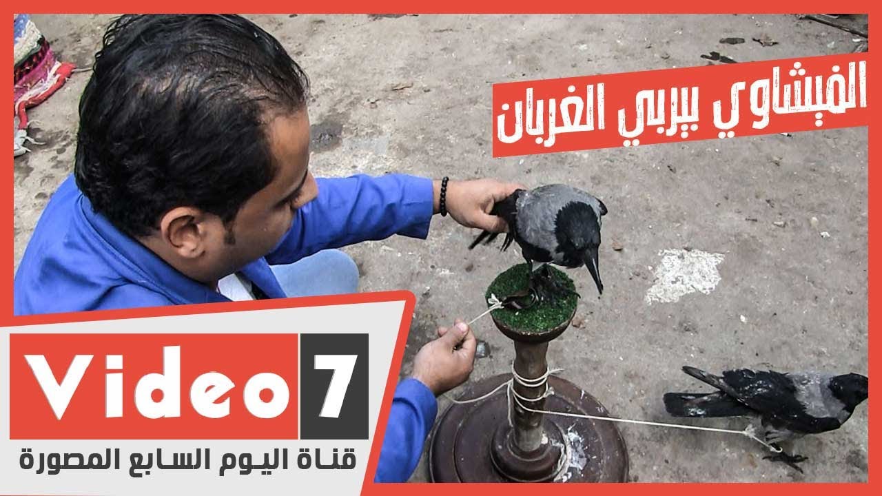 أغرب هواية في مصر.. الفيشاوي بيربي 