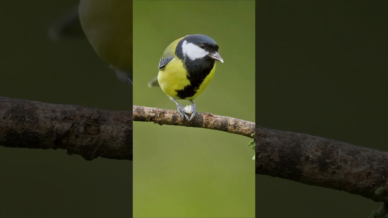 Wildlife birds.Great tit (Parus major) eating. 