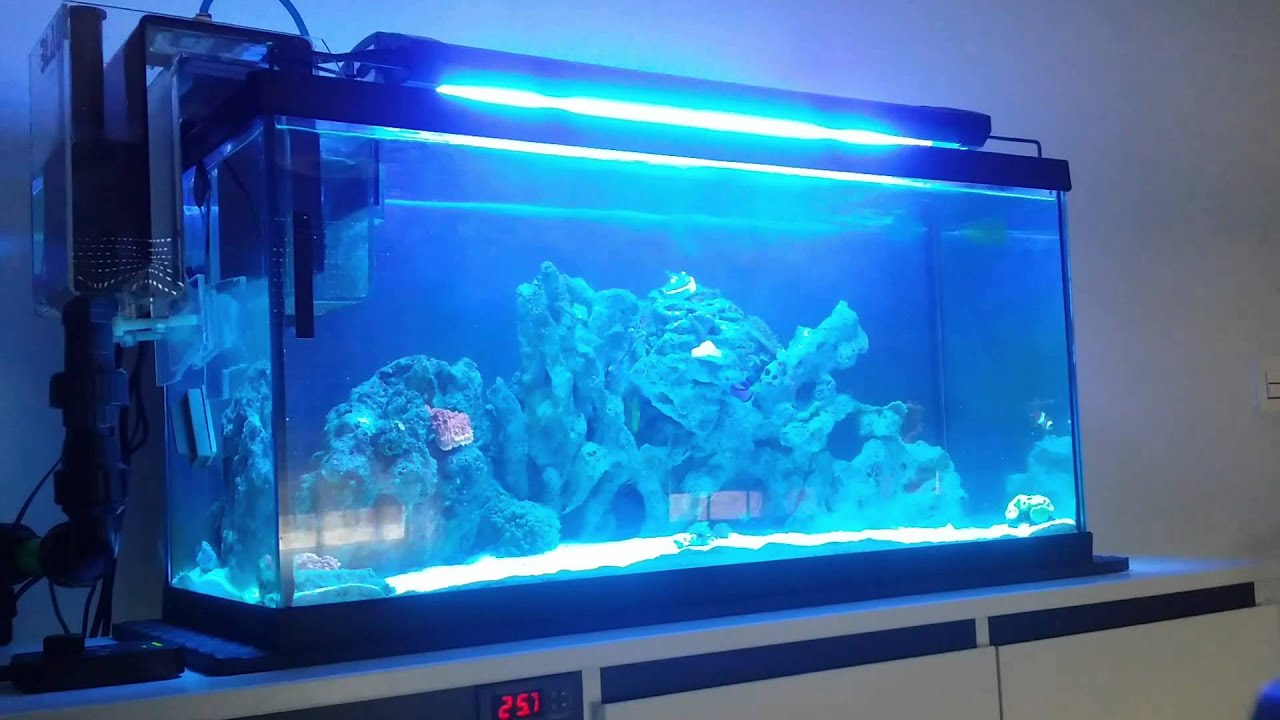 Ciclado Tu Acuario Marino