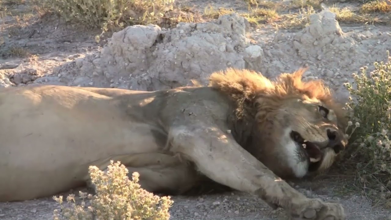 2013-za video clip 30 etosha 15 movie