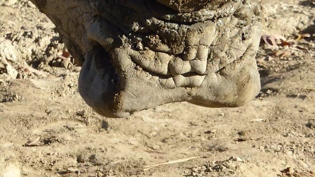 Closeup of a Rhino Nose and Lip