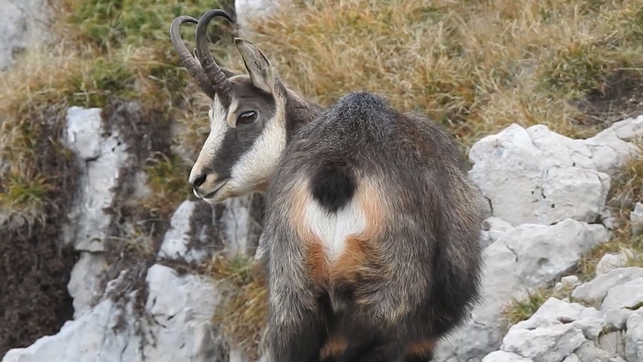 il verso del camoscio, monte altissimo di Nago. nikon p 1000.