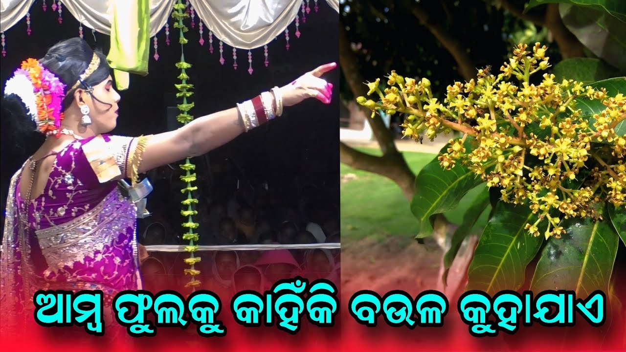 ବଉଳ କାହିଁକି କୁହାଯାଏ #Ramakanta danda nruty #benjaren danda nruty #Chindaguda danda @Rsodia
