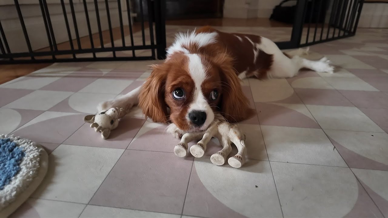 Vanilla, a 7-month-old Cavalier, ruined her Sophie the Giraffe toy, but she got a new one
