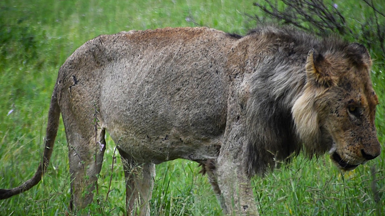THE Most Famous Male Lion, Is Getting Old! Mfowethu, Brother Of Casper! Kruger National Park!